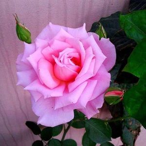 Meet your Posher, Brenda